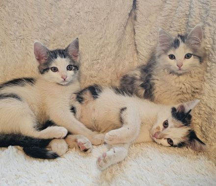 Hübsche Poly Norwegische Waldkatzen Mädchen