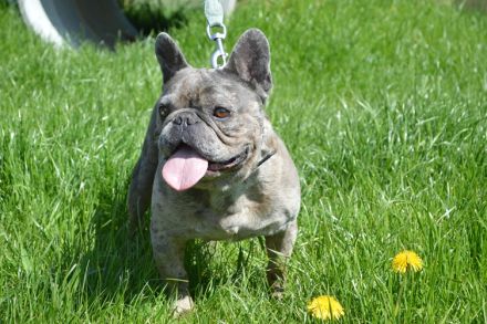 BOTTICELLI, Französische Bulldogge (kastriert) SGB 690,00 €