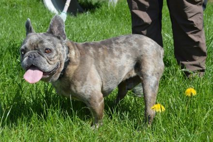 BOTTICELLI, Französische Bulldogge (kastriert) SGB 690,00 €