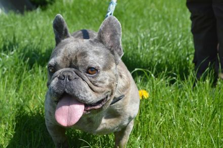 BOTTICELLI, Französische Bulldogge (kastriert) SGB 690,00 €