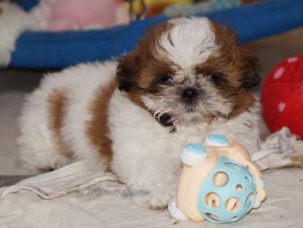 Shih Tzu Welpen zur Abgabe