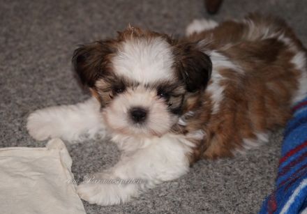 Shih Tzu Welpen zur Abgabe