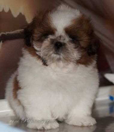 Shih Tzu Welpen zur Abgabe