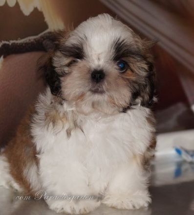 Shih Tzu Welpen zur Abgabe