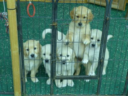 Wurfplanung 02.26 Golden Retriever Welpen Reinrass