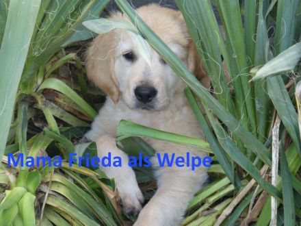 Wurfplanung 02.26 Golden Retriever Welpen Reinrass