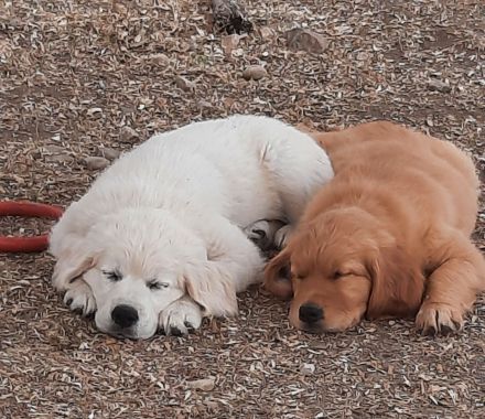 goldenretriever Welpen -vom-berchtesgadenerland.de