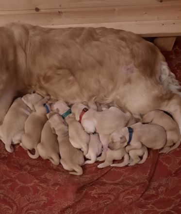 goldenretriever Welpen -vom-berchtesgadenerland.de