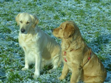 goldenretriever Welpen -vom-berchtesgadenerland.de