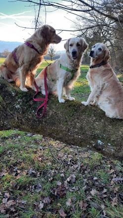 Wurfplanung 02.26 Golden Retriever Welpen Reinrass