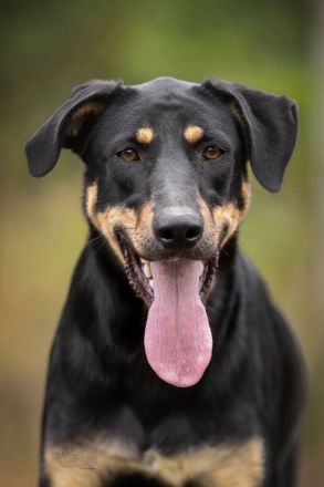 Zhuzha: große Hündin mit großem Herz sucht ihr Körbchen