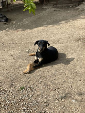Zhuzha: große Hündin mit großem Herz sucht ihr Körbchen
