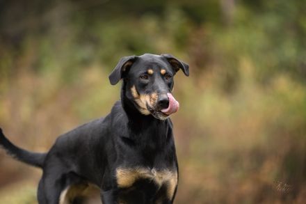 Zhuzha: große Hündin mit großem Herz sucht ihr Körbchen