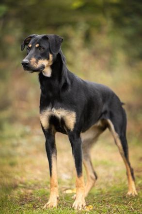 Zhuzha: große Hündin mit großem Herz sucht ihr Körbchen
