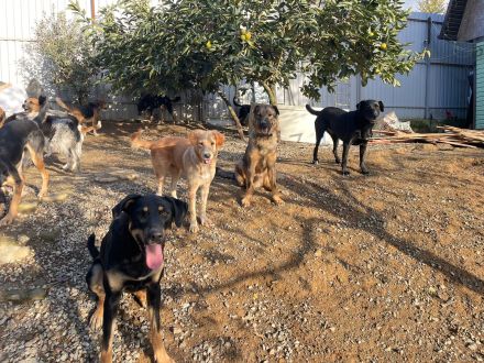 Zhuzha: große Hündin mit großem Herz sucht ihr Körbchen