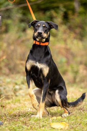 Zhuzha: große Hündin mit großem Herz sucht ihr Körbchen