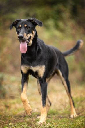 Zhuzha: große Hündin mit großem Herz sucht ihr Körbchen