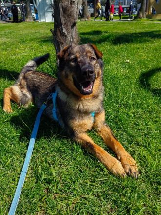 Freundlicher Tobi mit besonderen Ohren sucht sein Glück