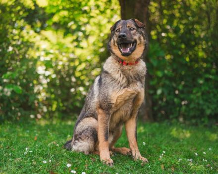 Freundlicher Tobi mit besonderen Ohren sucht sein Glück