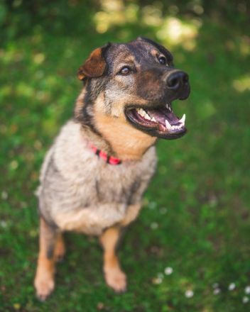 Freundlicher Tobi mit besonderen Ohren sucht sein Glück