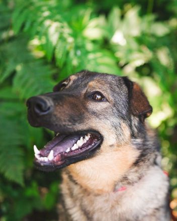 Freundlicher Tobi mit besonderen Ohren sucht sein Glück