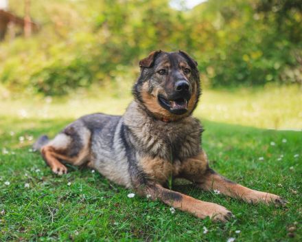 Freundlicher Tobi mit besonderen Ohren sucht sein Glück
