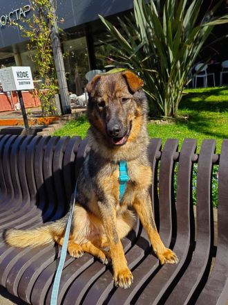 Freundlicher Tobi mit besonderen Ohren sucht sein Glück