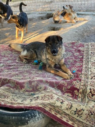 Freundlicher Tobi mit besonderen Ohren sucht sein Glück