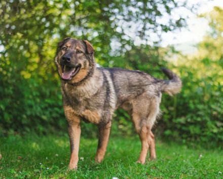 Freundlicher Tobi mit besonderen Ohren sucht sein Glück