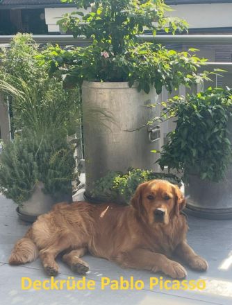 Wurfplanung ca. 02. 26 Golden Retriever Welpen Reinrassig Dark Braun