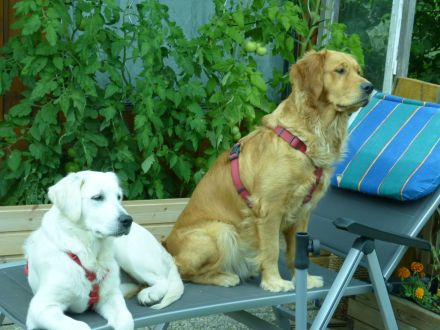 Wurfplanung ca. 02. 26 Golden Retriever Welpen Reinrassig Dark Braun