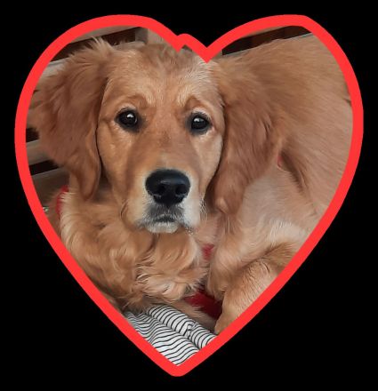 Wurfplanung ca. 02. 26 Golden Retriever Welpen Reinrassig Dark Braun