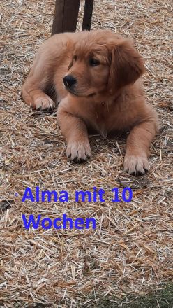 Wurfplanung ca. 02. 26 Golden Retriever Welpen Reinrassig Dark Braun