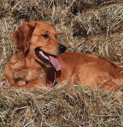 Wurfplanung ca. 02. 26 Golden Retriever Welpen Reinrassig Dark Braun