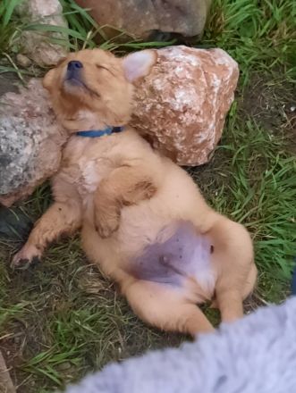 Wurfplanung ca. 02. 26 Golden Retriever Welpen Reinrassig Dark Braun