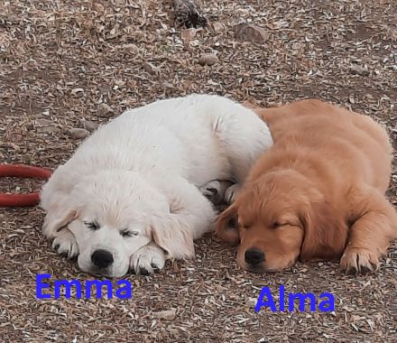 Wurfplanung ca. 02. 26 Golden Retriever Welpen Reinrassig Dark Braun