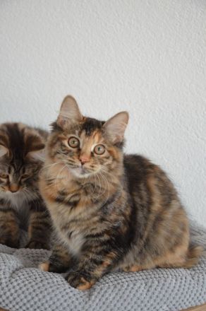 Kurilian Bobtail Kitten Katzenbaby Katze
