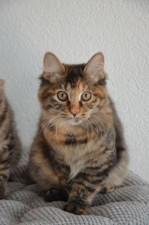 Kurilian Bobtail Kitten Katzenbaby Katze