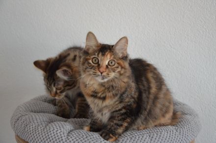 Kurilian Bobtail Kitten Katzenbaby Katze