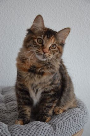 Kurilian Bobtail Kitten Katzenbaby Katze