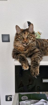 Kurilian Bobtail Kitten Katzenbaby Katze mit Stammbaum