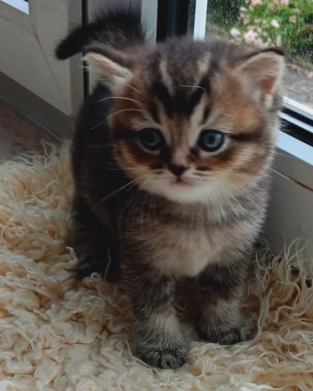 BKH Kitten mit Stammbaum