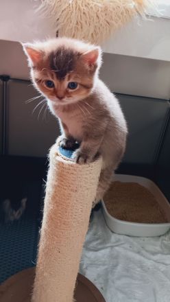 BKH Kitten mit Stammbaum