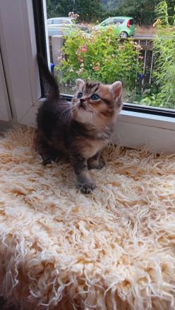 BKH Kitten mit Stammbaum