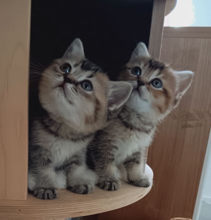 BKH Kitten mit Stammbaum