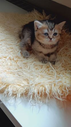 BKH Kitten mit Stammbaum