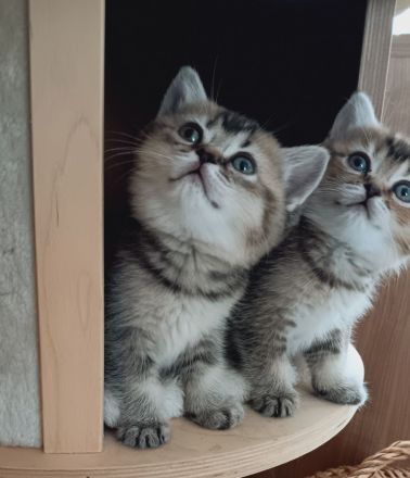 BKH Kitten mit Stammbaum