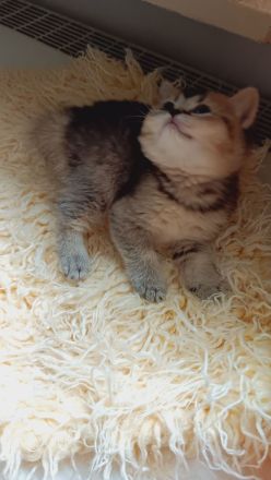 BKH Kitten mit Stammbaum