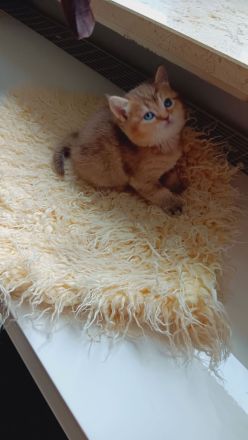 BKH Kitten mit Stammbaum