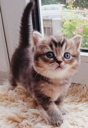 BKH Kitten mit Stammbaum